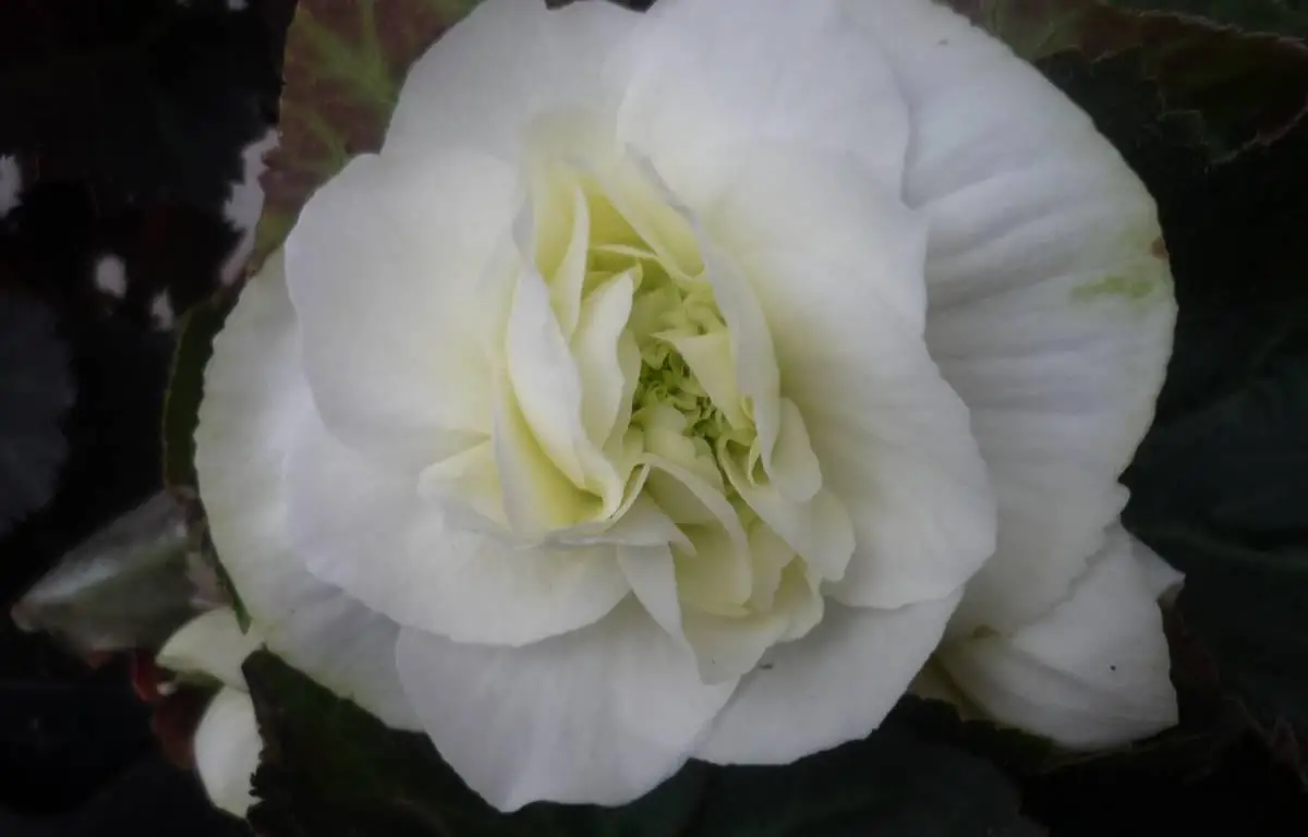 Begonia biała, kwiat