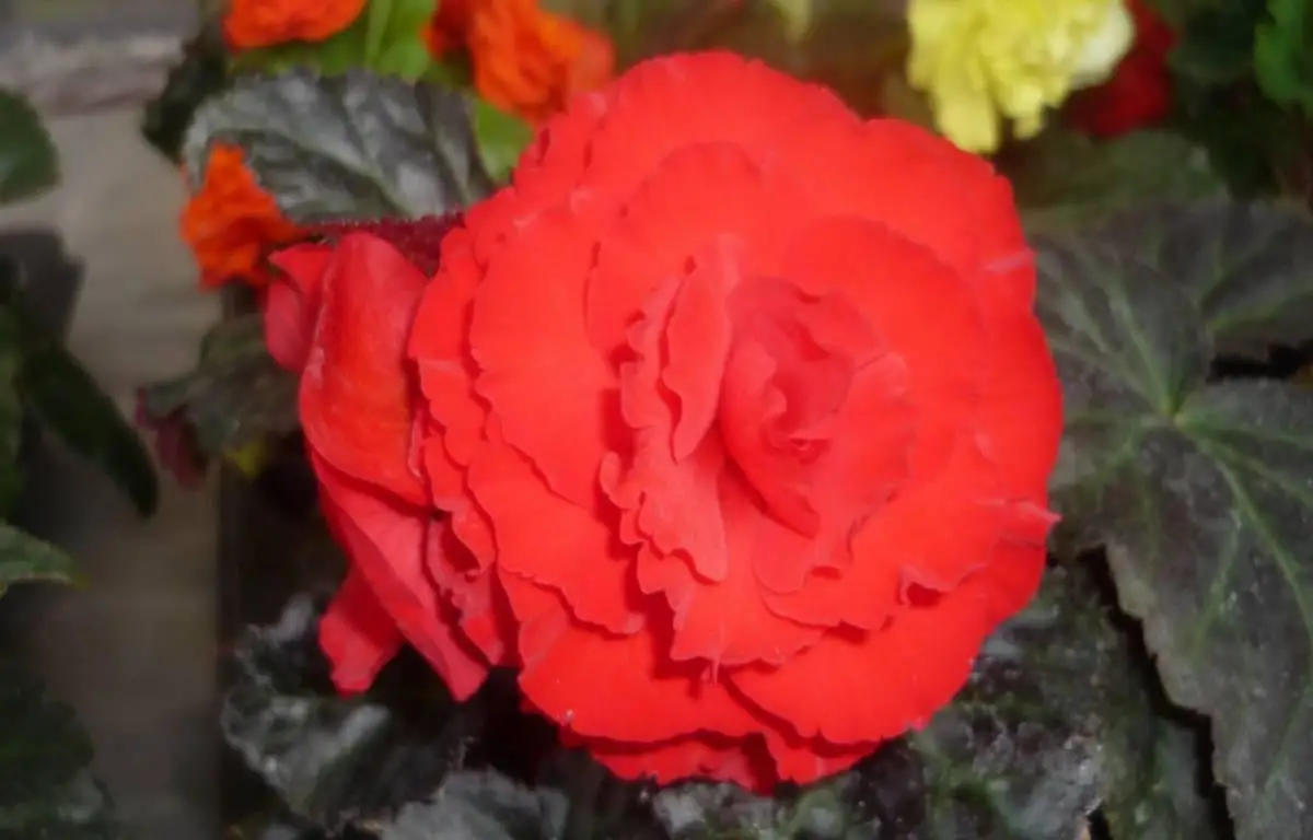 Begonia czerwona, kwiat