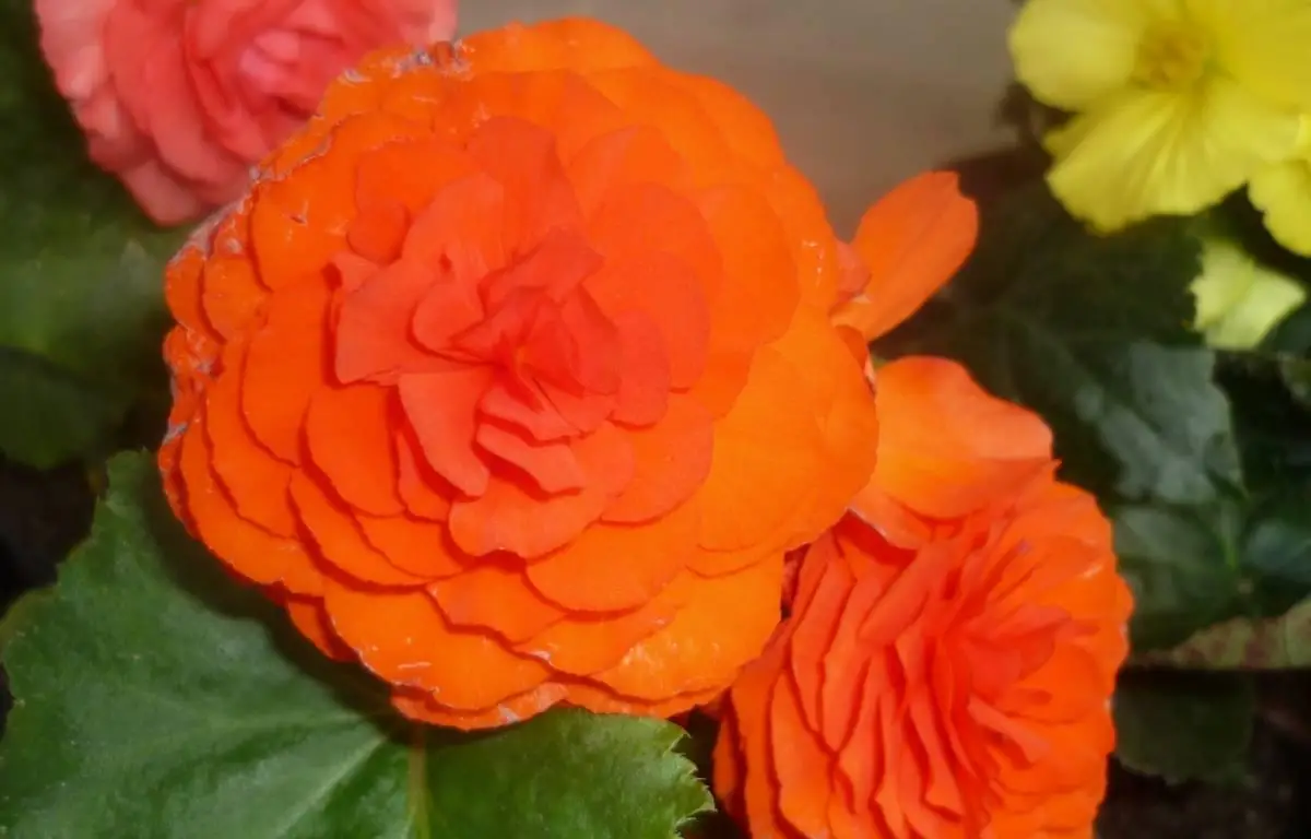 Begonia pomarańczowa, kwiat