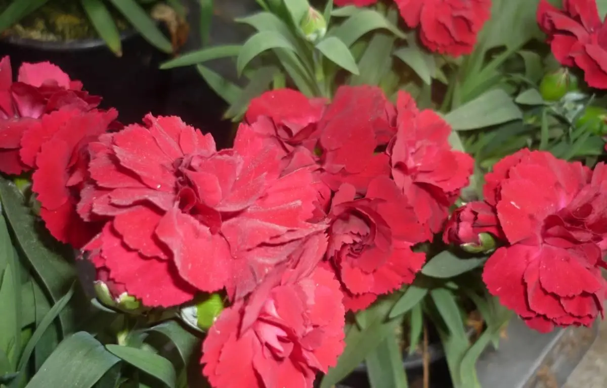 Goździk czerwony, kwiat