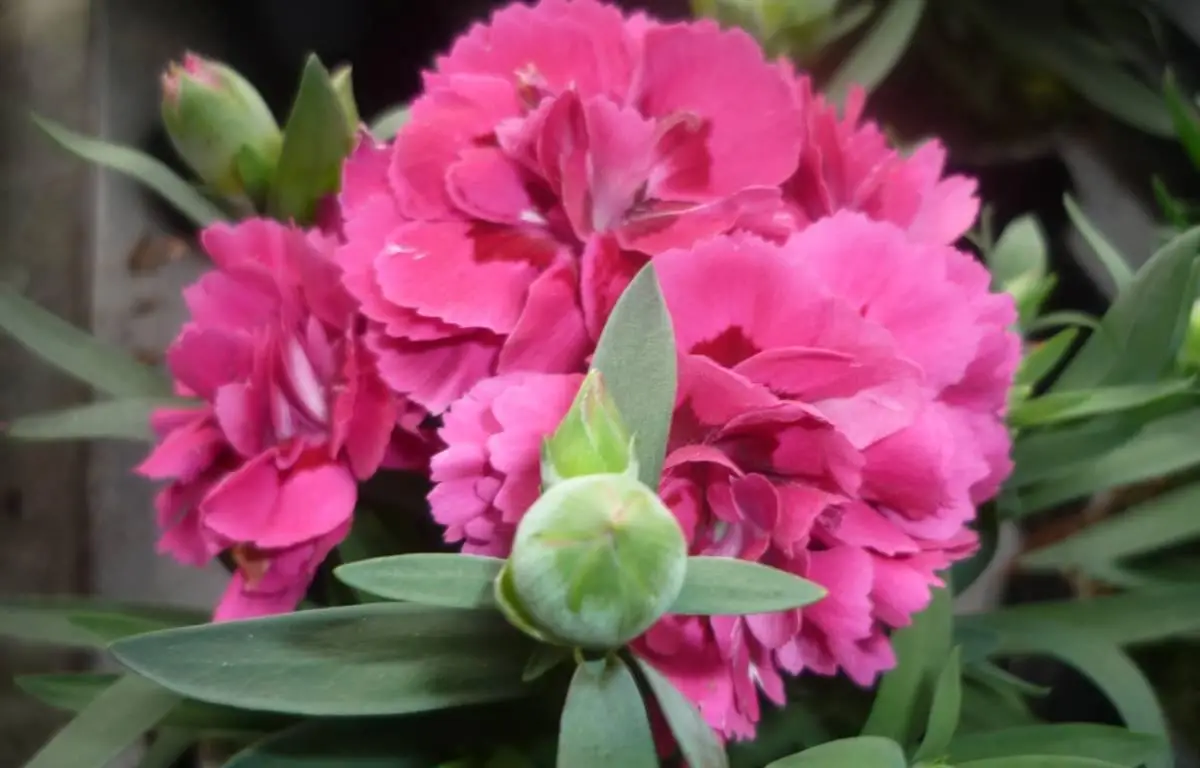 Goździk różowy, kwiat