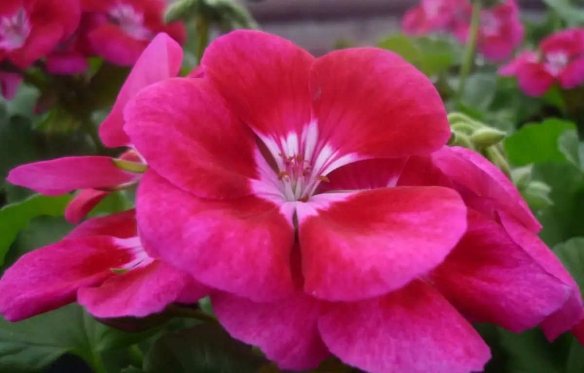 Pelargonia, ciemno-różowa, stojąca