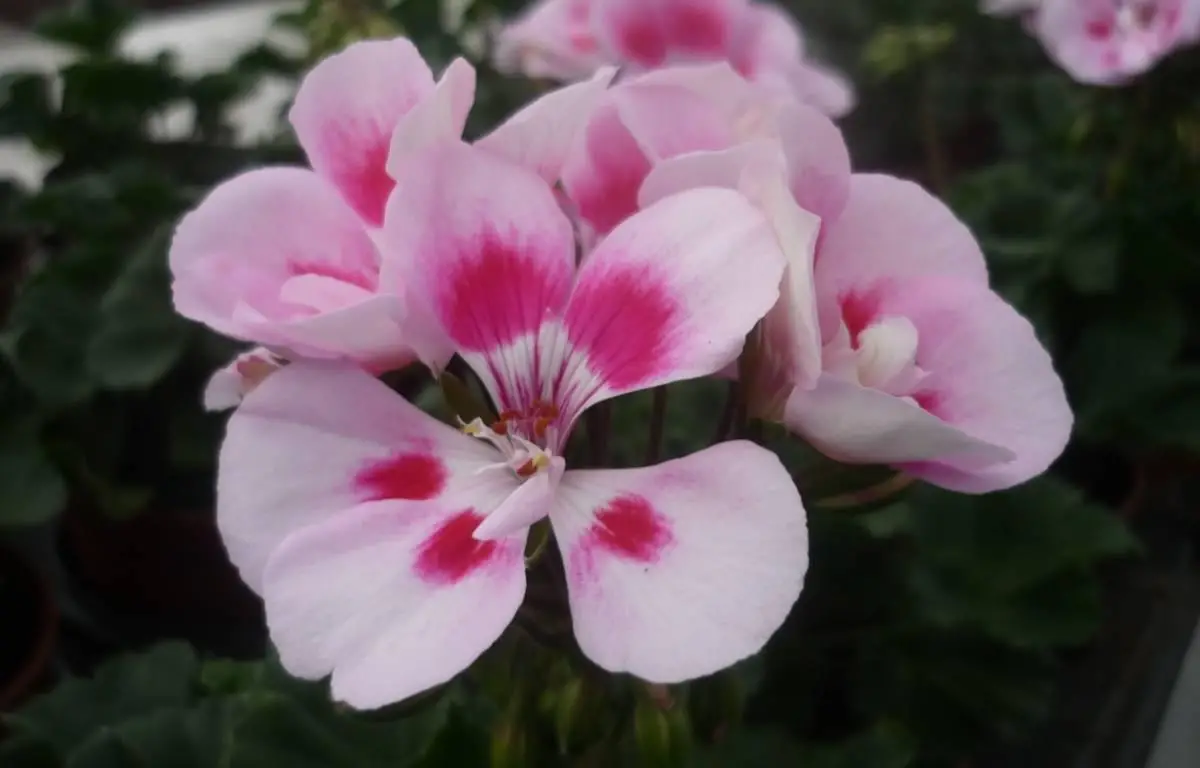 Pelargonia, jasno-różowa, stojąca