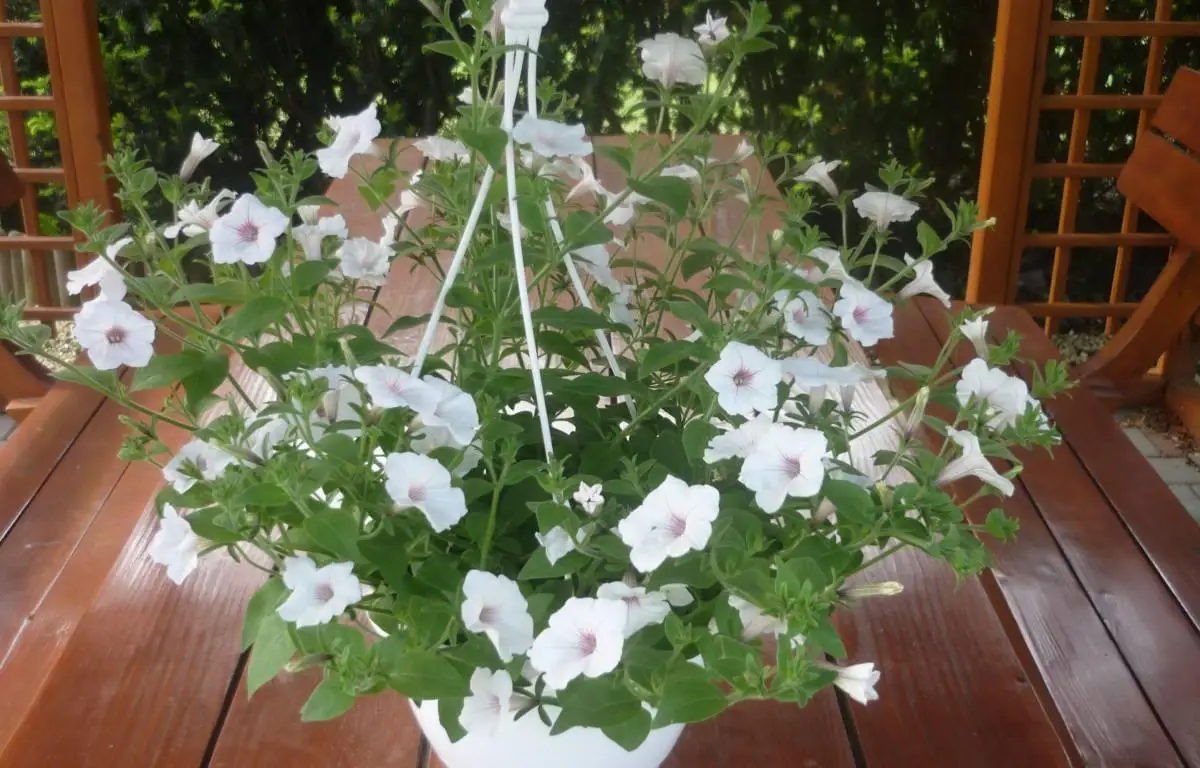 Surfinia biała, doniczka