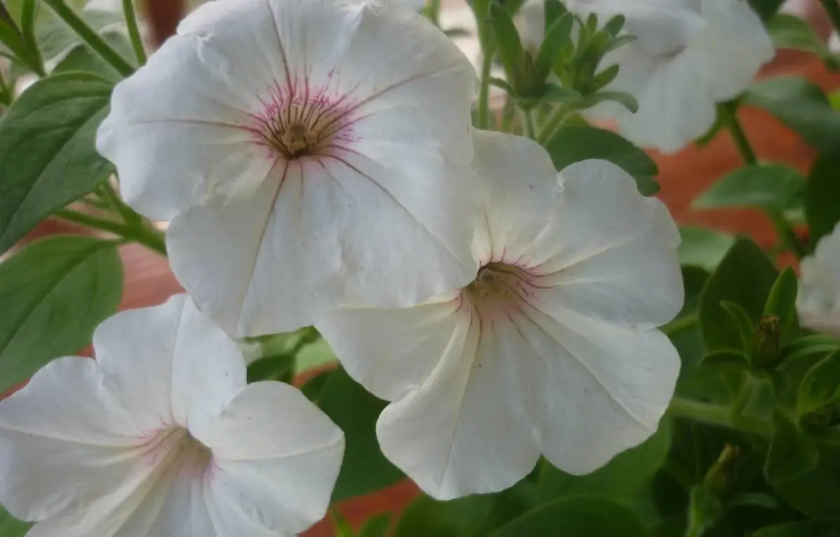 Surfinia biała, kwiat