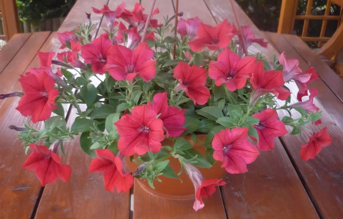 Surfinia czerwona, doniczka