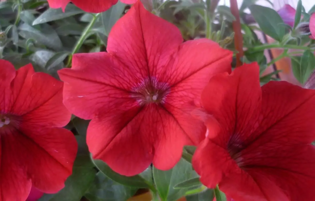 Surfinia czerwona, kwiat