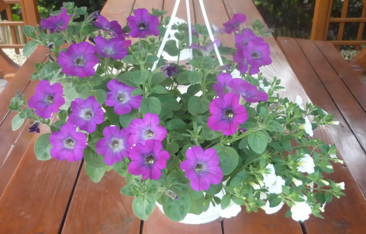 Surfinia fioletowa, doniczka