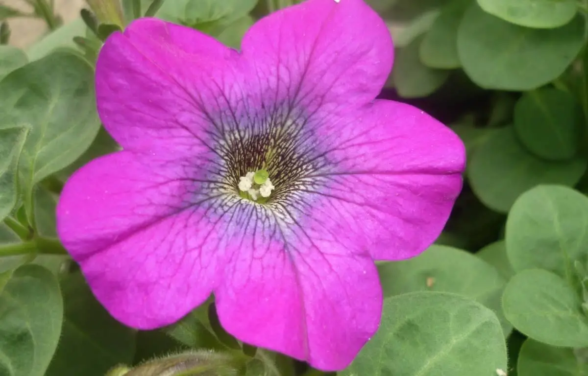 Surfinia fioletowa, kwiat