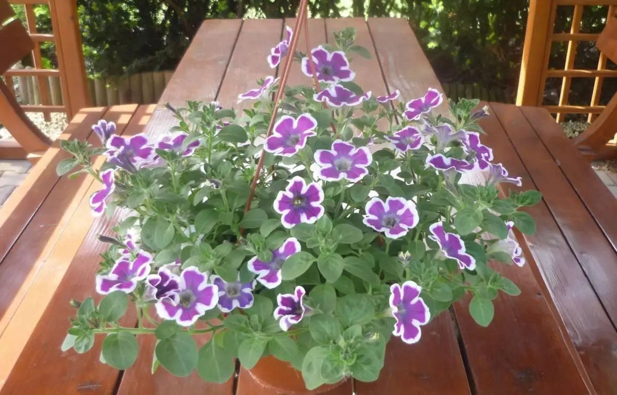 Surfinia fioletowo-biała, doniczka