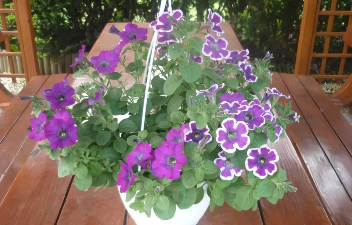 Surfinia fioletowa i filetowo-biała, doniczka