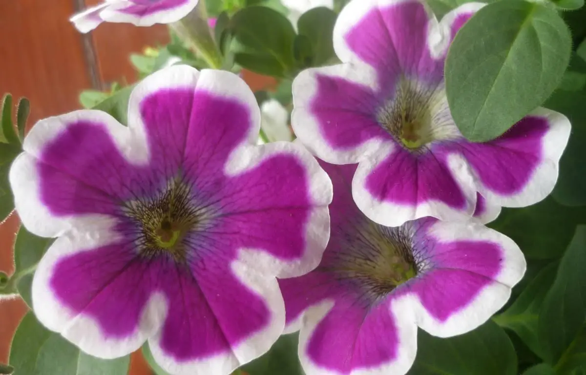 Surfinia fioletowo-biała, kwiat