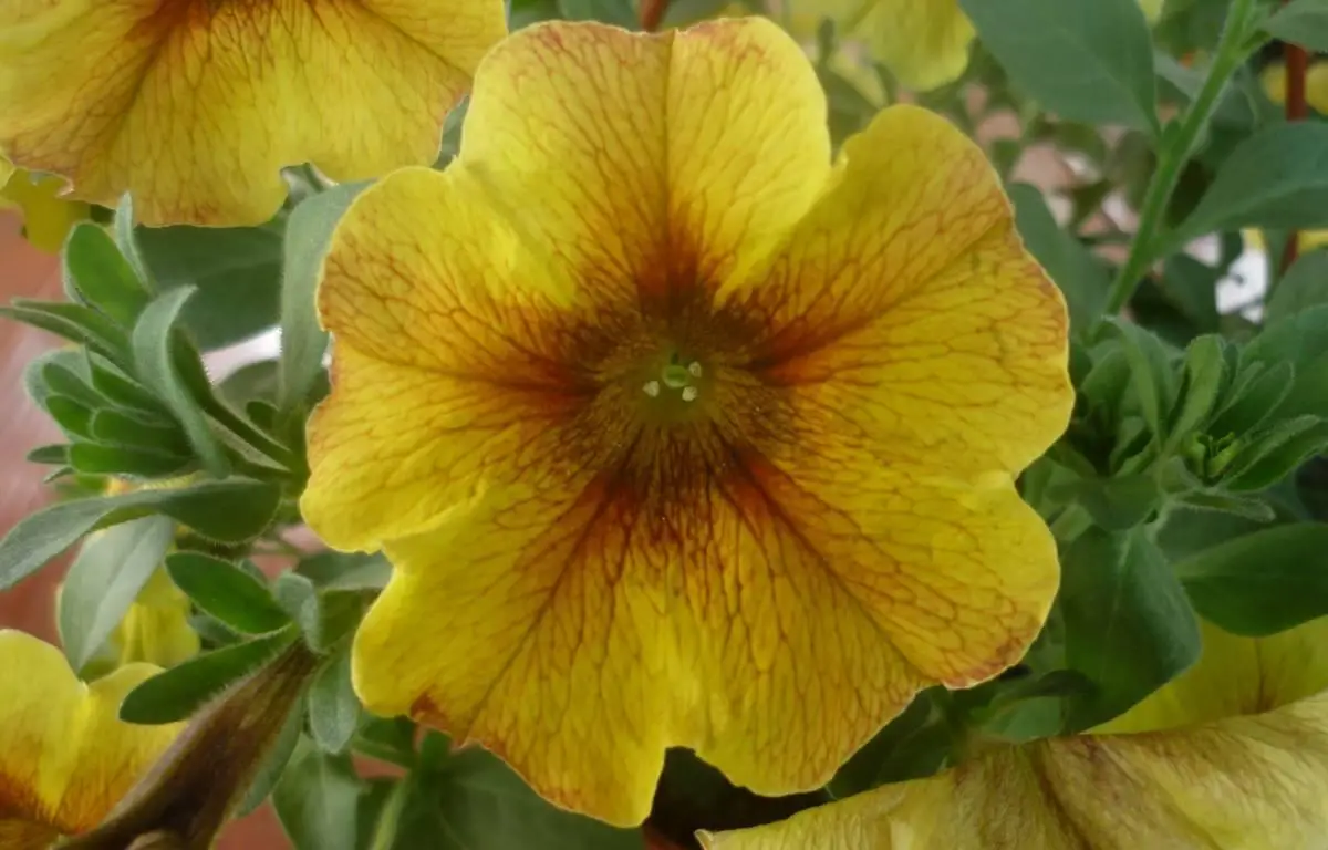 Surfinia żółta, kwiat