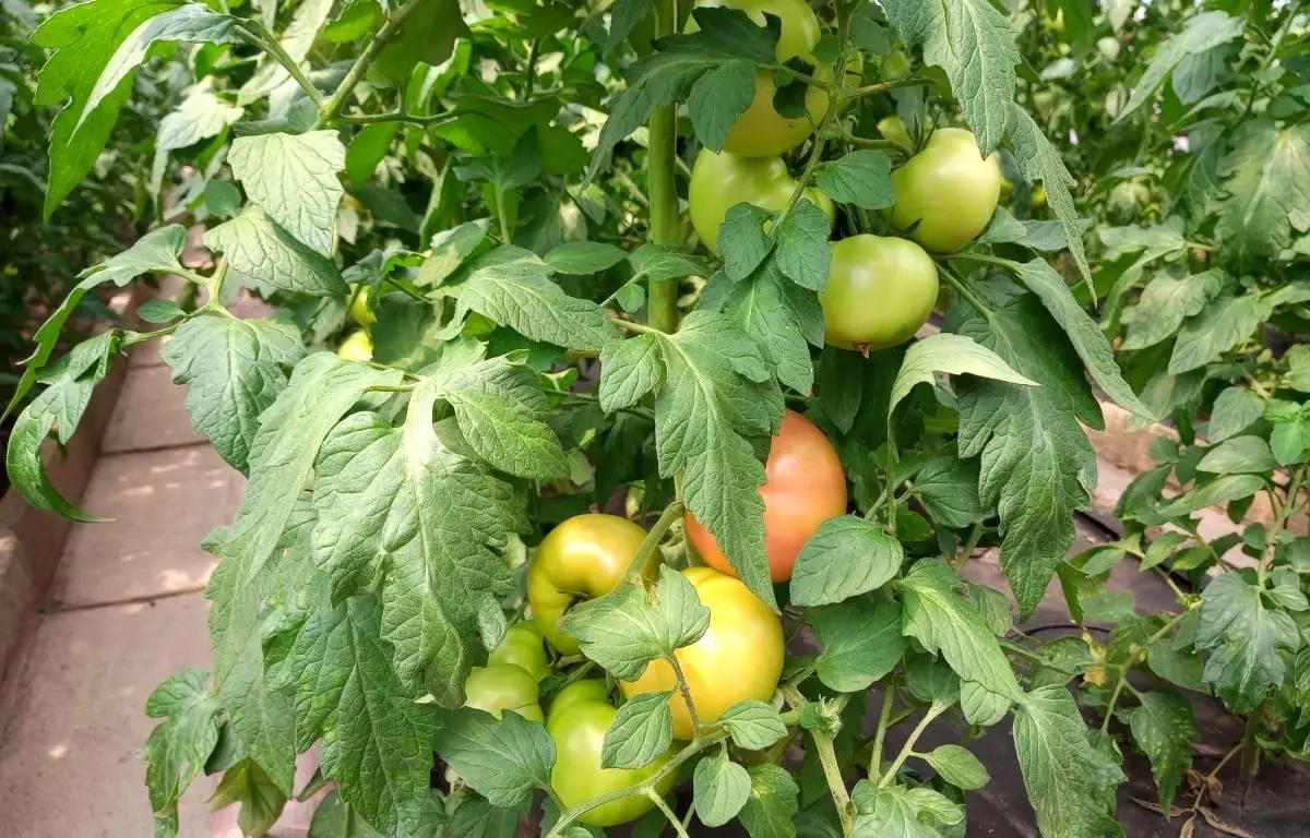 Pomidor uprawa