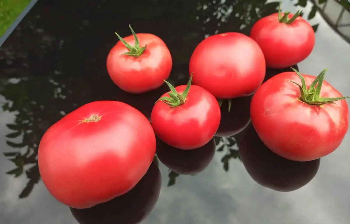 Pomidor uprawa