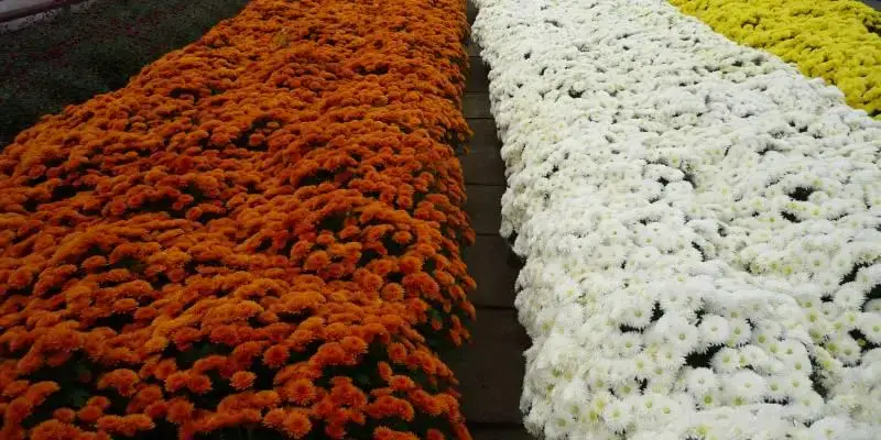 Chryzantemy - uprawa