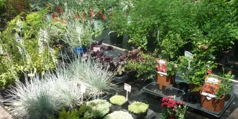 Rośliny ogrodowe - uprawa