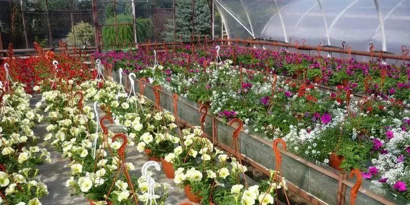 Rośliny ozdobne - uprawa